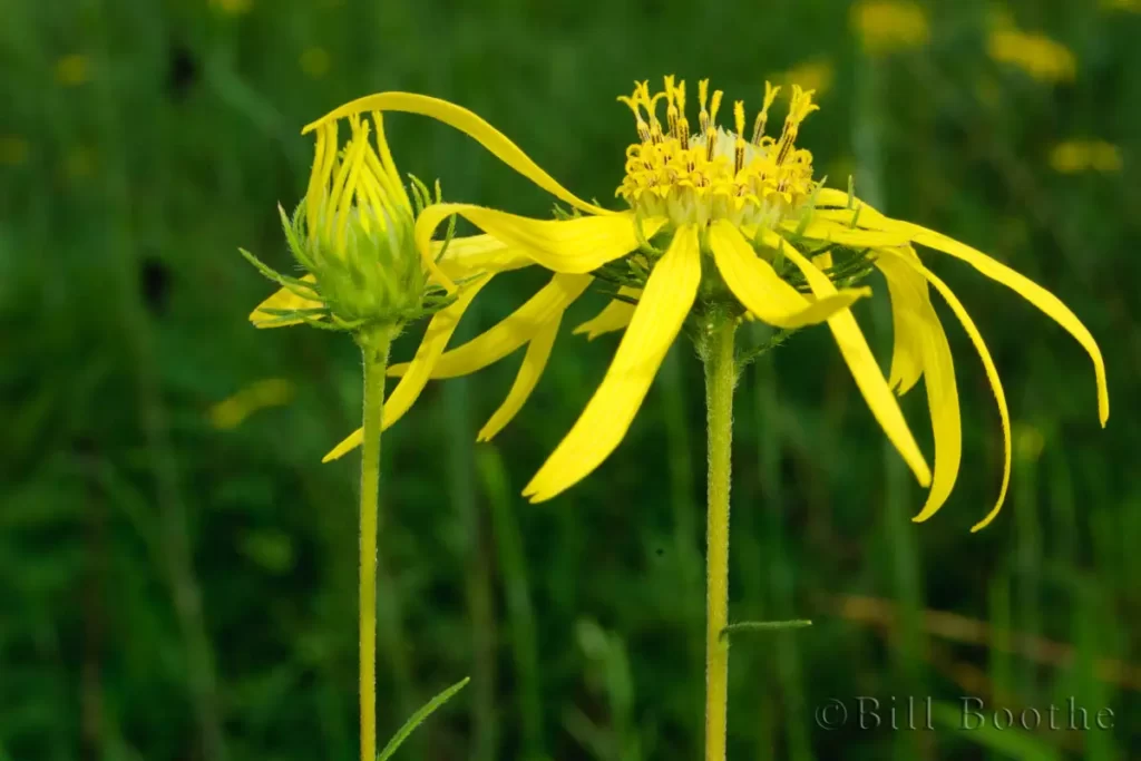 pineland false sunflower phoebanthus tenuifolius