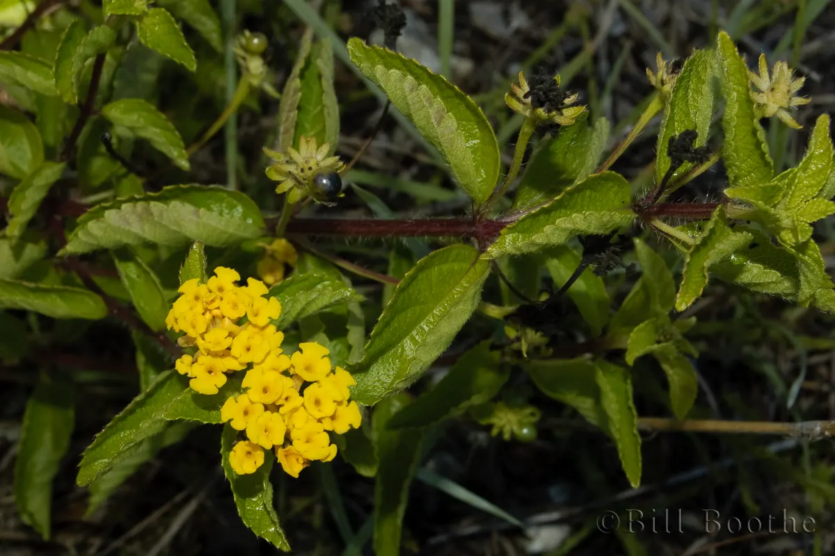 Pineland Lantana | Wildflowers | Nature In Focus