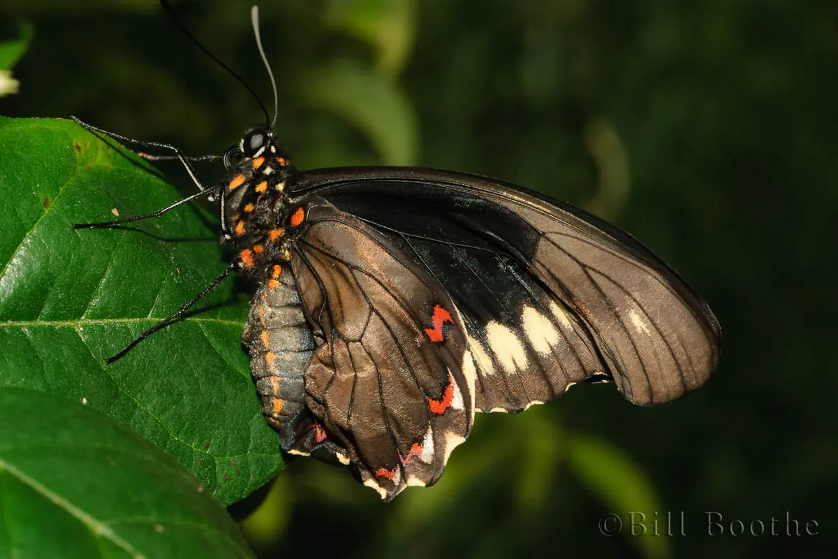 Polydamas Swallowtail | Swallowtails | Nature In Focus