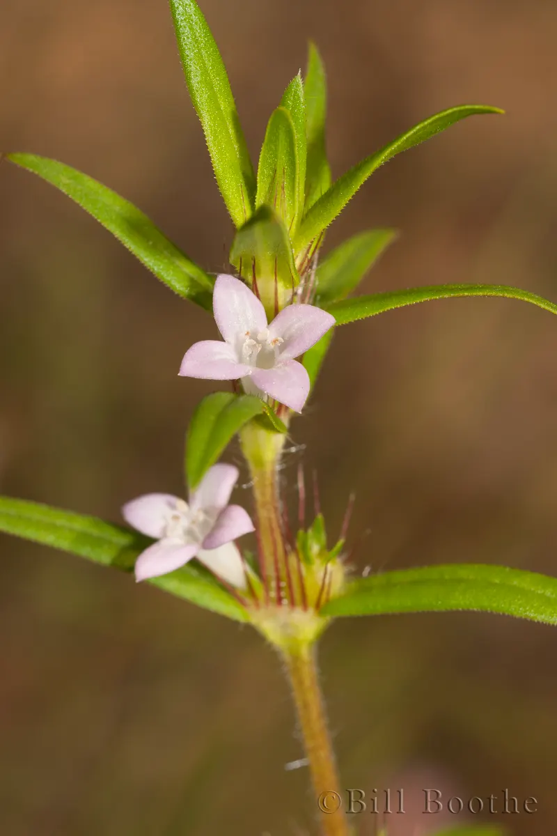 Poor Joe | Wildflowers | Nature In Focus