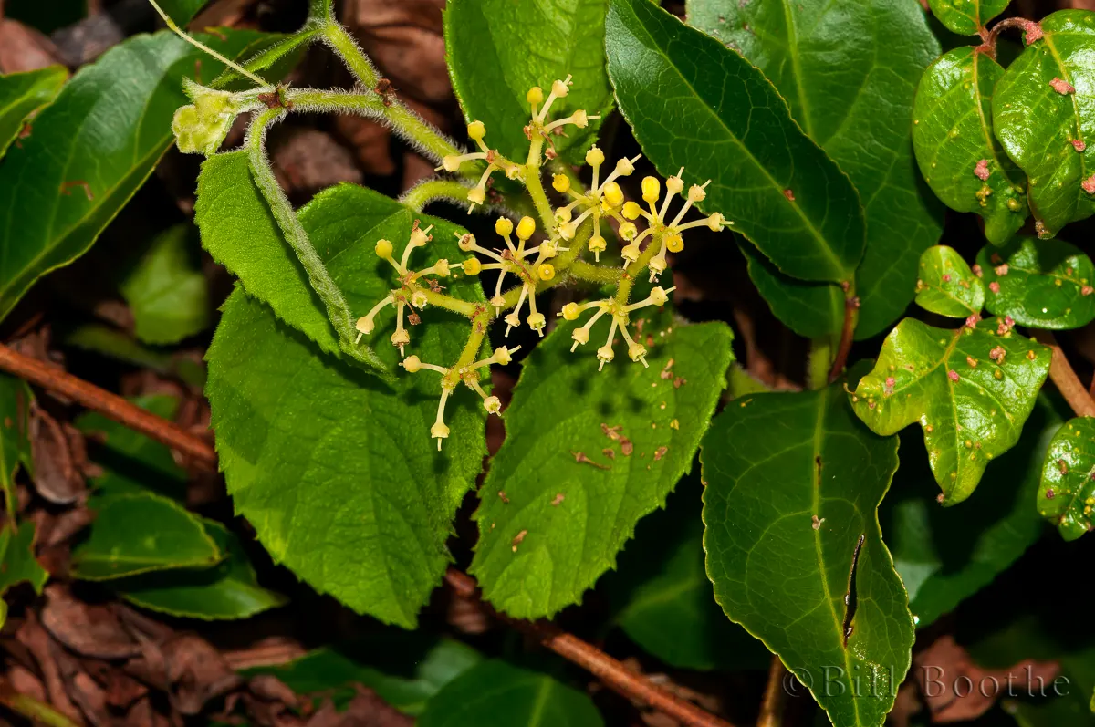 Possum Grapes | Vines | Nature In Focus