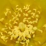 pricklypear flower opuntia humifusa