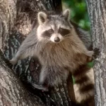raccoon in tree