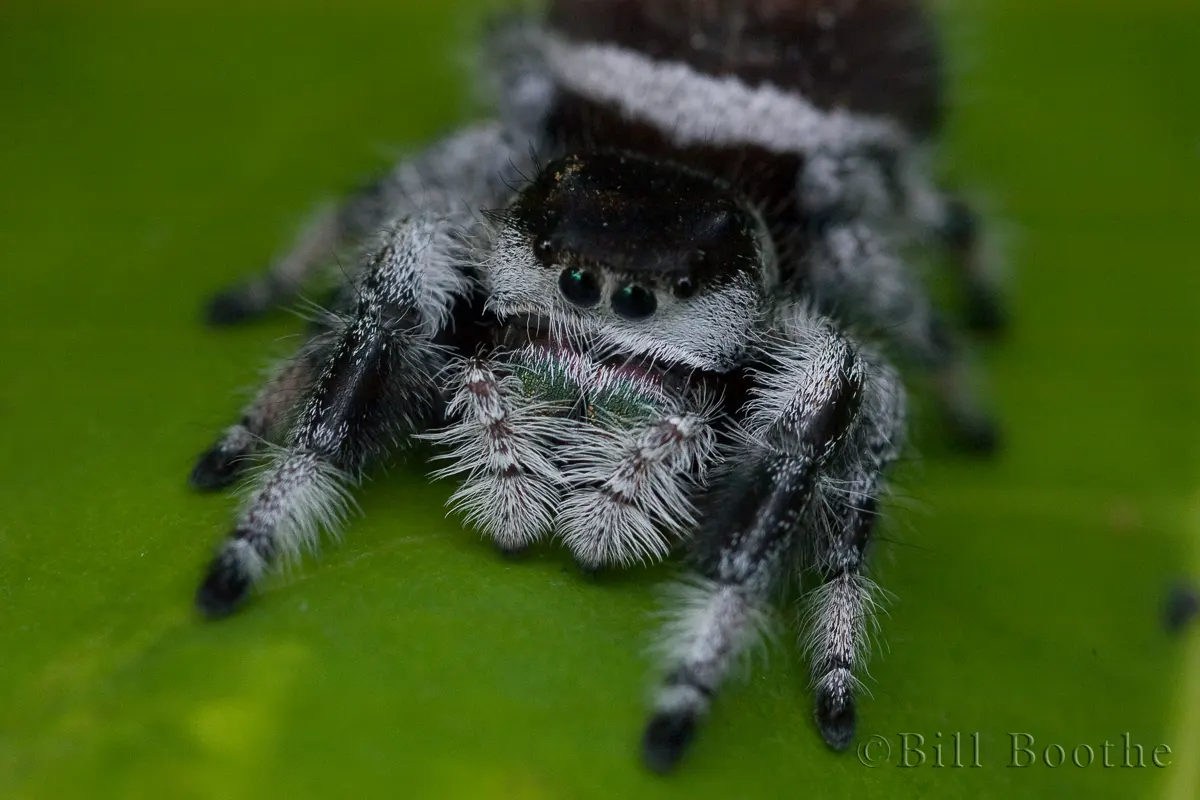 Are Jumping Spiders Good for Succulents?