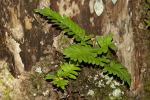 resurrection fern pleopeltis michauxiana