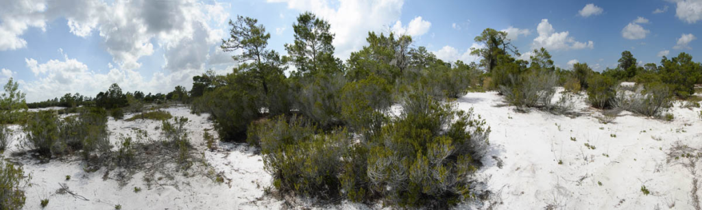 rosemary scrub panorama