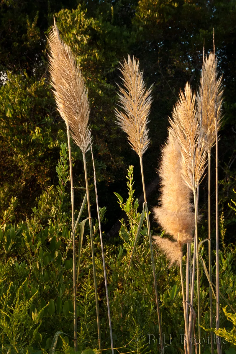 Sugarcane Plumegrass Grasses And Sedges Nature In Focus