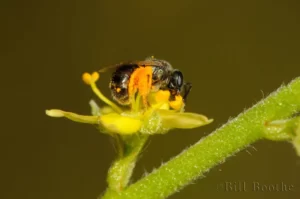 Sweat Bee Lasioglossum sp.