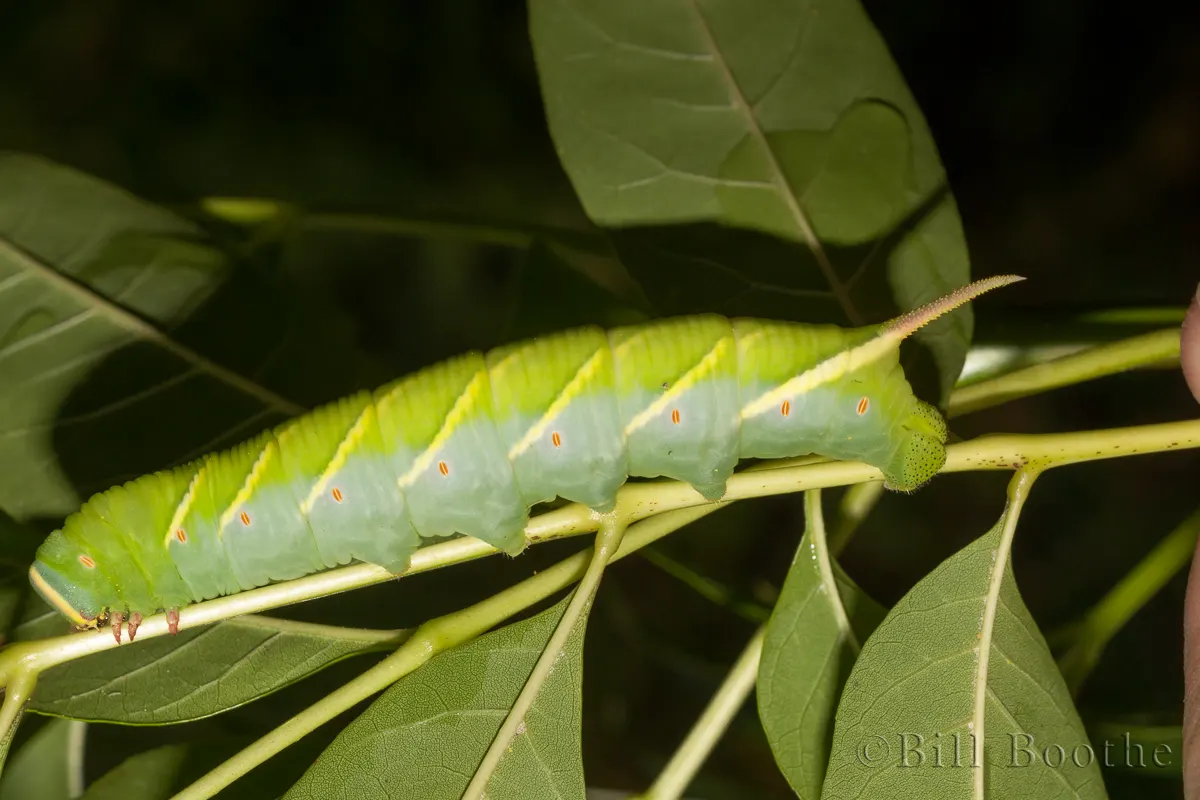 Waved Sphinx | Sphinx Moths | Nature In Focus