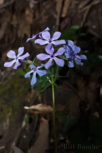 Wild Blue Phlox (Phlox divaricata) flower