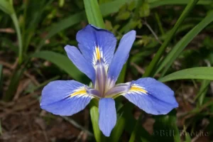 Zigzag Iris flower